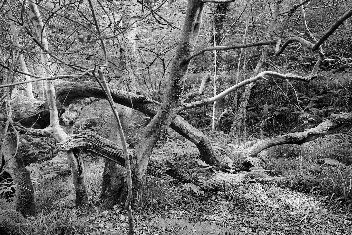 Cabilla wood III, Bodmin