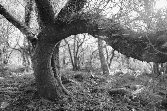 Cabilla wood I, Bodmin