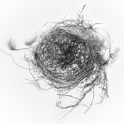 Nest I