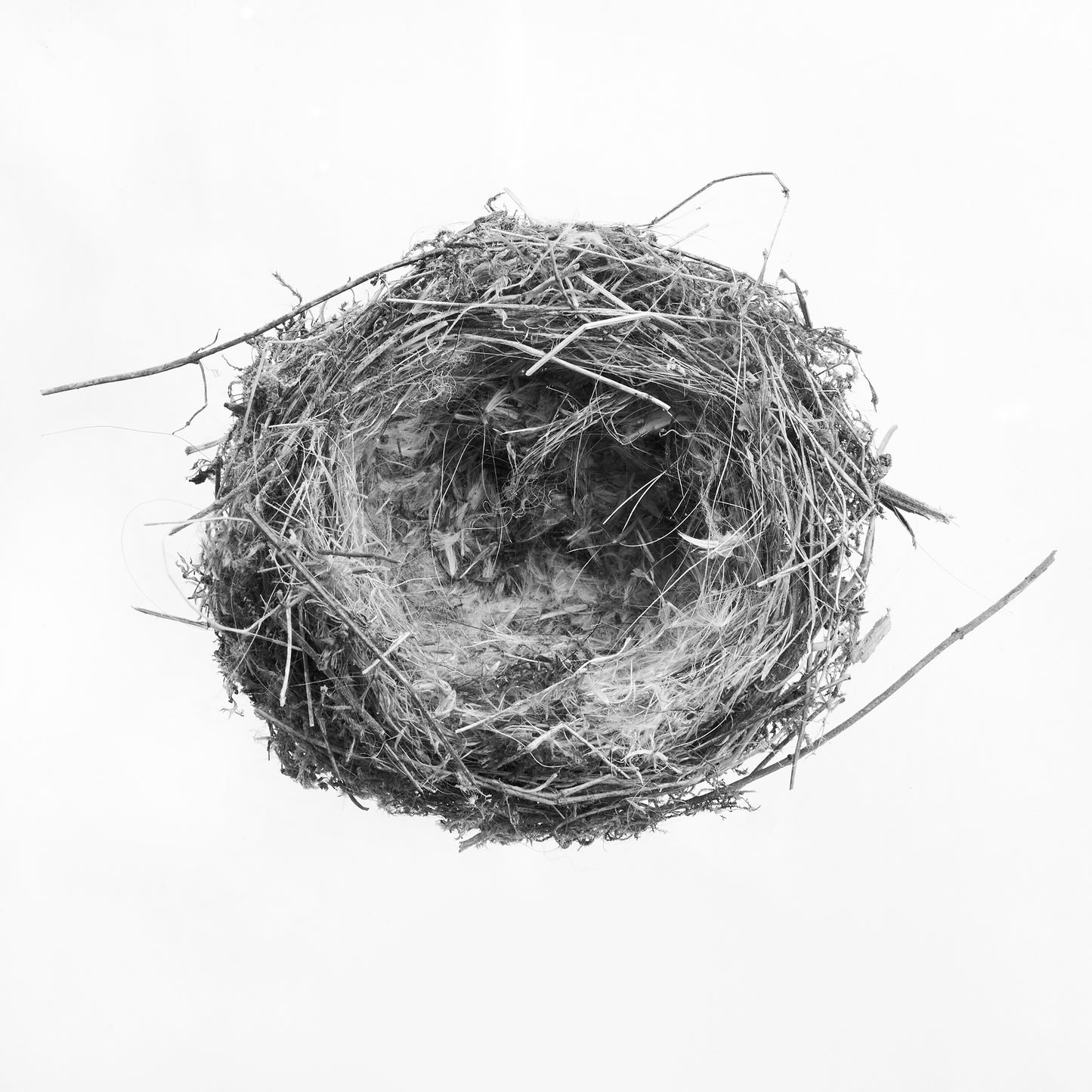 Nest II, Bagnone