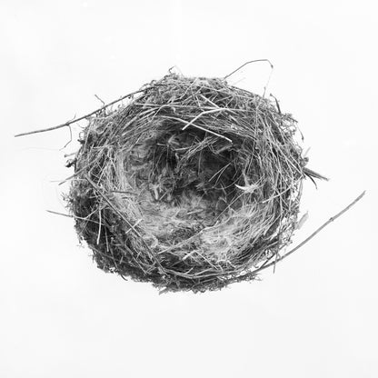 Nest II, Bagnone