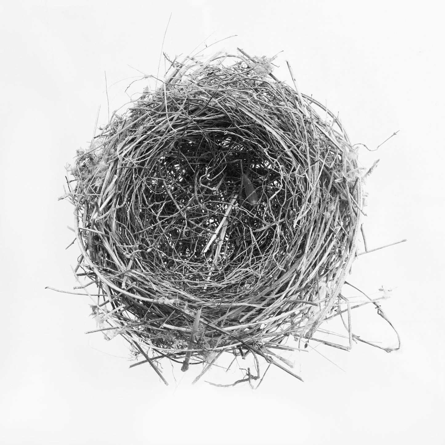 Nest III, Bagnone