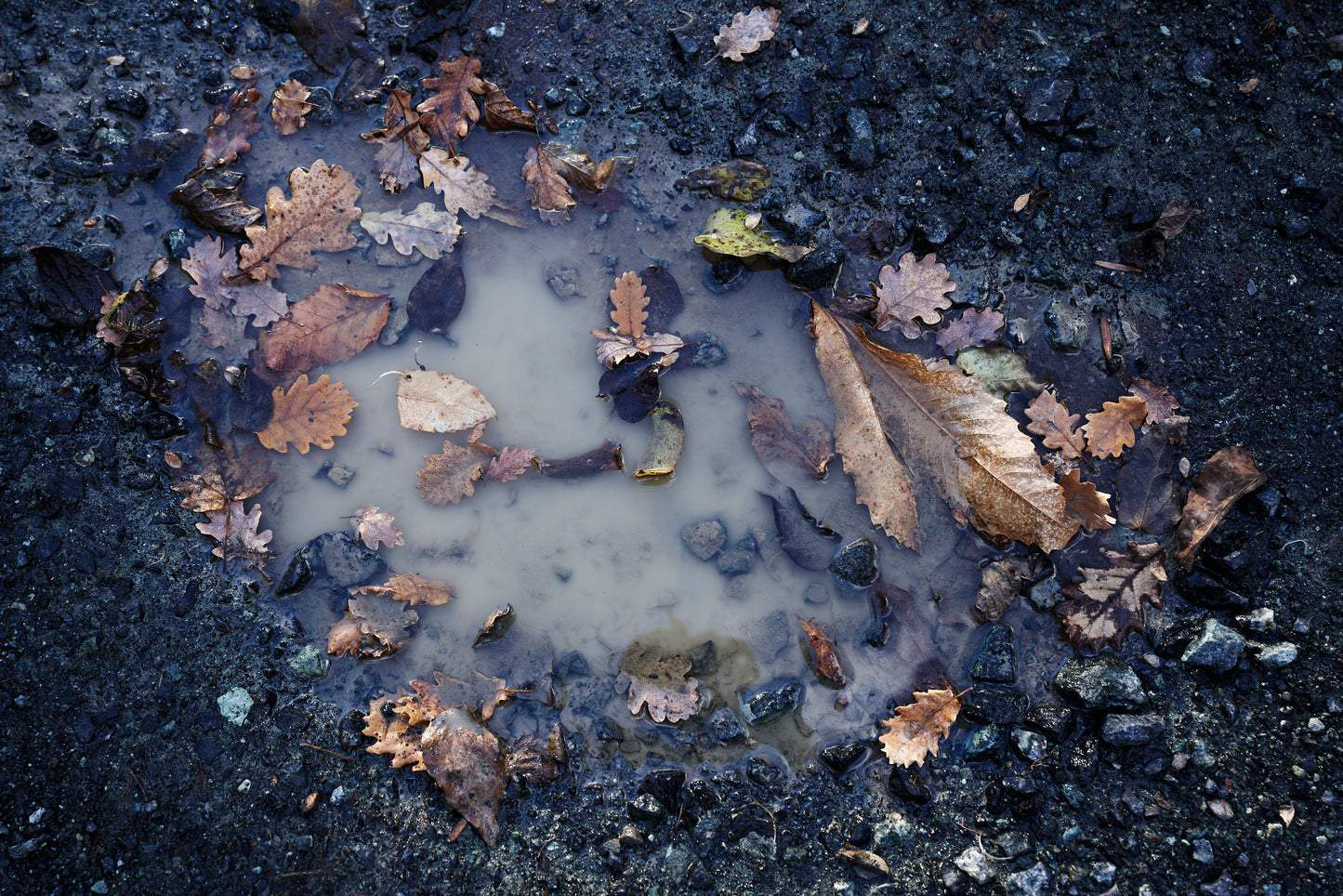 Puddles along my path V